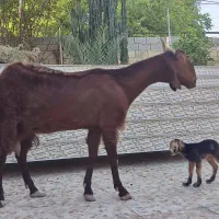 بز،بلوچی سه قلو زا با کهره نر،۳بره ماده|حیوانات مزرعه|وحدتیه, |دیوار