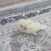 طوطی برزیلی رام شده