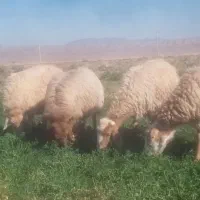 میش و بز داشتی|حیوانات مزرعه|اسفراین, |دیوار