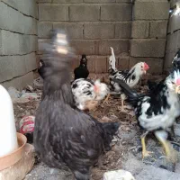 فروش یک جفت جوجه لاری ۴ ماهه و گلین ۵ ماهه اصل|حیوانات مزرعه|داراب, |دیوار