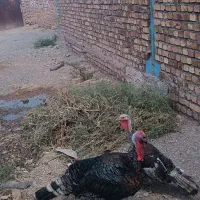 بوقلمون برنز