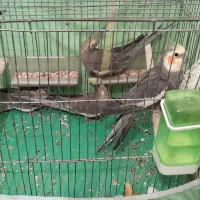 عروس هلندی مولد همراه جوجه ها