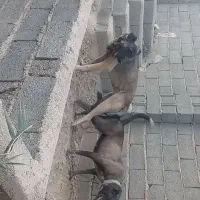 توله سگ|سگ|نسیم‌شهر, |دیوار