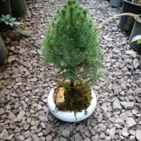 بنسای نانا و کونیکا|گل و گیاه طبیعی|بندر انزلی, کوی آزادگان|دیوار