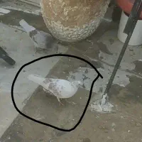 کبوتر نر رفته