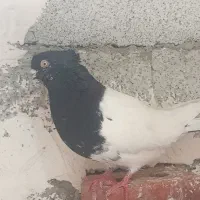 قره باش|پرنده|خواجه, |دیوار