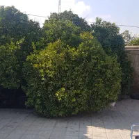 فروش منزل ۴۰۰متر خیابان اموزش پرورش فرعی ۱|فروش خانه و ویلا|باشت, |دیوار