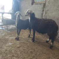 بره قوچ|حیوانات مزرعه|سیلاخور, |دیوار