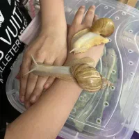 فروش حلرون