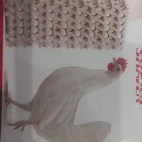 سالندار مرغداری تخمگذار