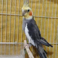 عروس هلندی نر|پرنده|کیاشهر, |دیوار