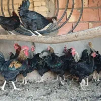 خروس سیاه مرغ چشمونظر رفع بلاارسال باقصاب رای گان|حیوانات مزرعه|قم, نیروگاه|دیوار