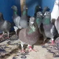 فروش  دسته ۲۰تایی پلاکی|پرنده|کاشمر, |دیوار