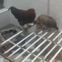 مرغ خروس جوان