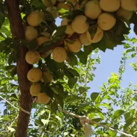 آلو|خوردنی و آشامیدنی|همدان, |دیوار