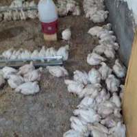 مرغ گوشتی سبز کاملا ارگانیک و طبیعی|حیوانات مزرعه|اندیمشک, |دیوار