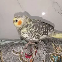 جوجه عروس هلندی|پرنده|بندرعباس, |دیوار