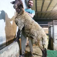 فروش قوچ همو