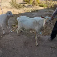 دوعدد تکه سانن