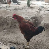 خروس های جوان محلی