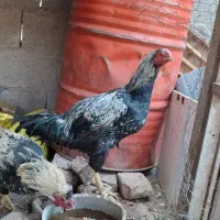 سگ خراجی و خروس|سگ|جیرفت, |دیوار