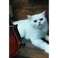 گربه وان