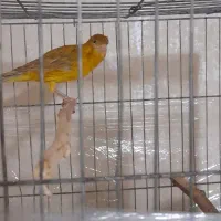 قناری نر و طوطی برزیلی|پرنده|پاکدشت, شهرک امام رضا|دیوار