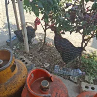 خروس محلی اصل پا سیاه