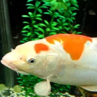 کوی مولد ۳۵ سانتی ماده