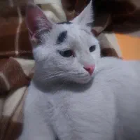 گربه سفید مشکی بازیگوش خونگی