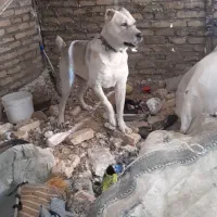 سگ افغان|سگ|مشهد, مهدی آباد|دیوار