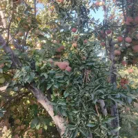 سیب|خوردنی و آشامیدنی|شیراز, سجادیه|دیوار