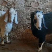 بز جوان|حیوانات مزرعه|صائین قلعه, |دیوار