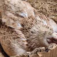 مرغعع وخروس محلی گلین لری عشایر