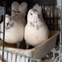 کفتر و کبوتر جفت و تک  شازده و سرور و زاغ و گرگی