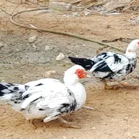 اردک سیکو|حیوانات مزرعه|آبدان, |دیوار