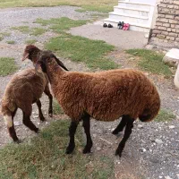 بره چاق فروشی