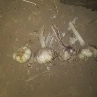 سیر|خوردنی و آشامیدنی|الشتر, |دیوار