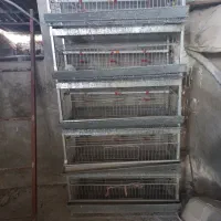 قفسه بلدرچین