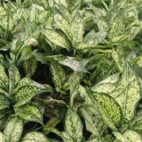 انواع گل و گیاه