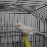 یک عدد قناری ماده به فروش میرسد