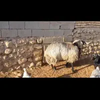 فروش قوچ|حیوانات مزرعه|ششده و قره بلاغ, |دیوار