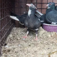 نر و ماده دم زرد و پلنگ