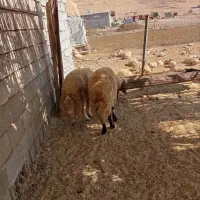 یه راس قوچ صدامی ویه راس سنجابی|حیوانات مزرعه|سرپل ذهاب, |دیوار