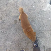 سگ خانگی ونگهبان کبوتر|سگ|ارومیه, |دیوار