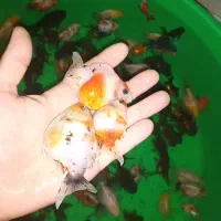 کله شیری|ماهی|تبریز, |دیوار