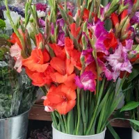 گل وباکس طبیعی