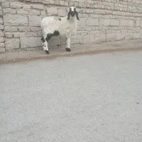 بره ماده مری