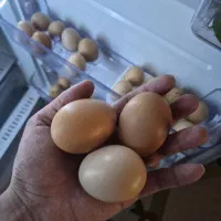 تخم مرغ محلی