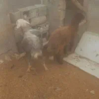 ۲راس بره